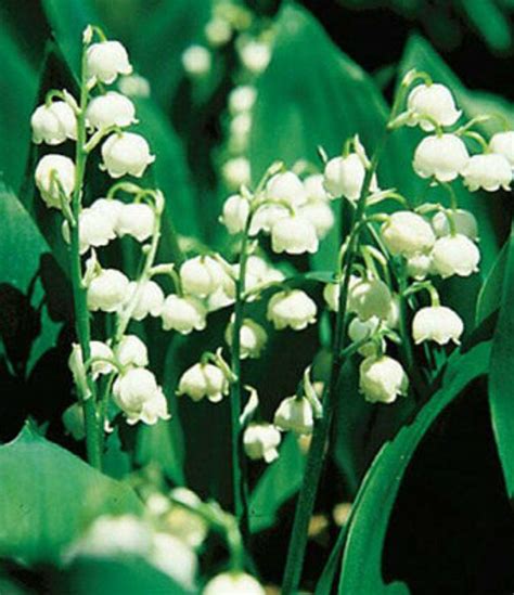 10 White Lily of the Valley Bare Root | Etsy | Shade plants, Seasonal ...