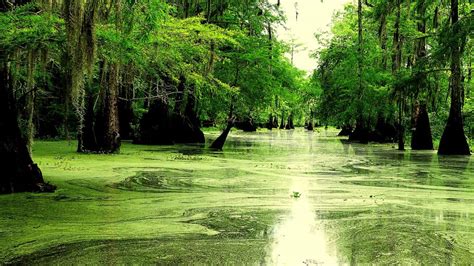 Louisiana Bayou Scenery