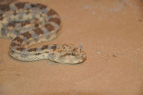 Horned sand viper/ Cerastes cerastes - ZooChat