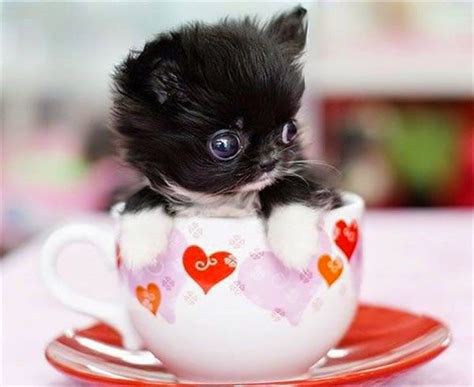 Pet's We Love: Top 5 Most Adorable Teacup Cats