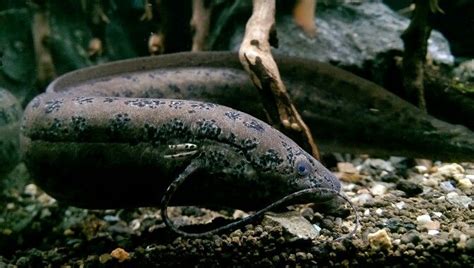 Protopterus annectens / african lungfish Living Fossil, Creature Design, Predator, Fossils ...