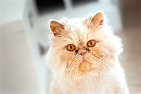 7 Friendliest Cat Breeds | Choosing The Right Cat For You | Cats | Guide