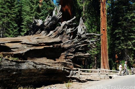 How to Hike Yosemite's Mariposa Grove - Trail Map & Guide