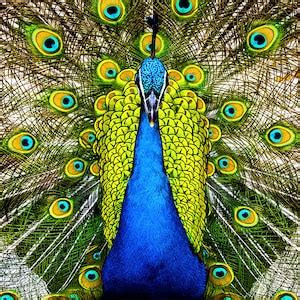 Peacock Photography Art Print, Peacock Photography, Peacock Wall Art ...