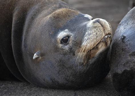 California sea lions in Puget Sound and vicinity | Encyclopedia of ...