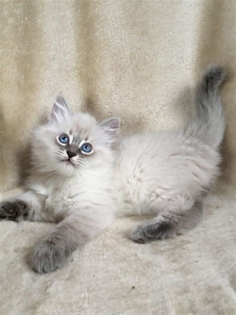 Kittens For Sale - Siberian Cats