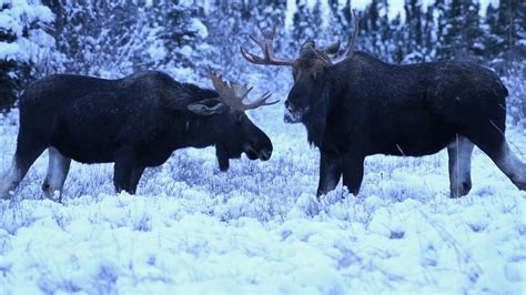 Bull Moose Fighting In The Snow 4K Footage - YouTube