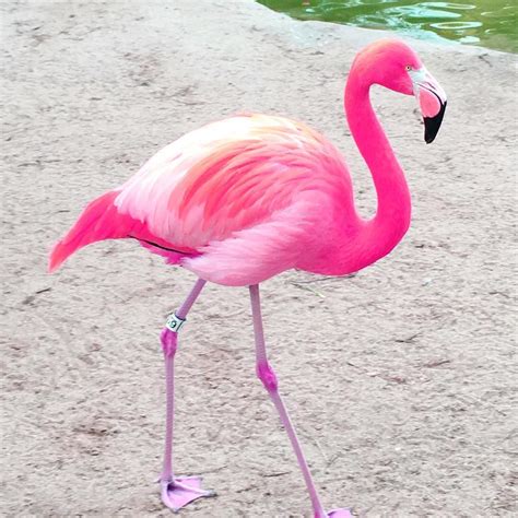 Pink Flamingo | Nature inspiration, Colorful birds, Kids prints