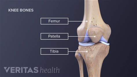 Knee Joint: Function Anatomy | info.uru.ac.th