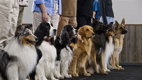 9 High Energy Dog Breeds That Are Perfect For Active People