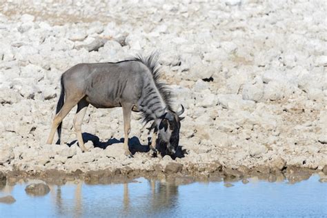 Premium Photo | Wild gnu antelope in in african national park