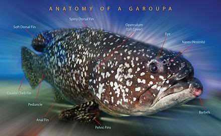 Grouper - Wikipedia