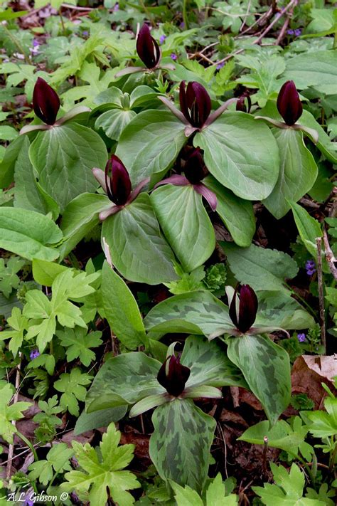 The Buckeye Botanist: Guide to the Trillium of Ohio