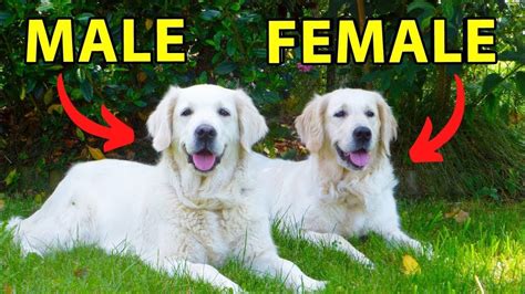 Male vs. Female Golden Retriever: 10 Differences Between Them - YouTube