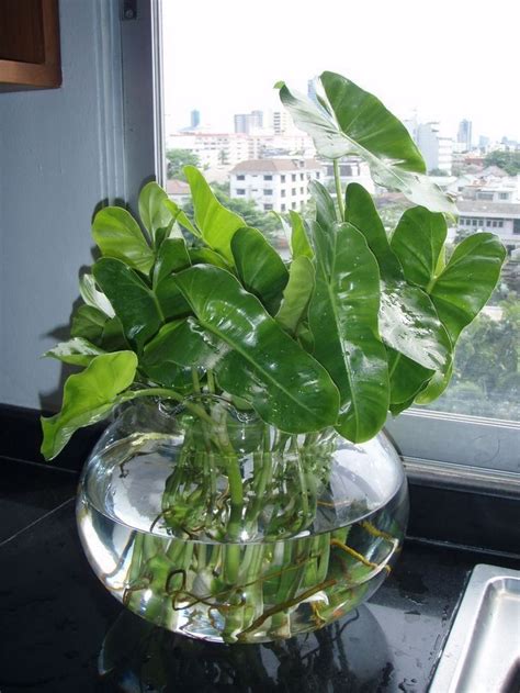 23 Plants You Can Grow In Water | Water plants indoor, Indoor water ...