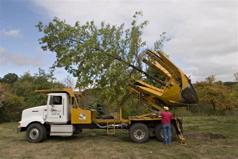 Large tree sales Illinois - Tree Transplanting Illinois | Big Tree Sales Illinois| Tree care ...