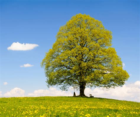 Linden Tree Symbolism: Meaning and Significance Explained