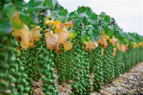 Brussel sprout plants - racinghac