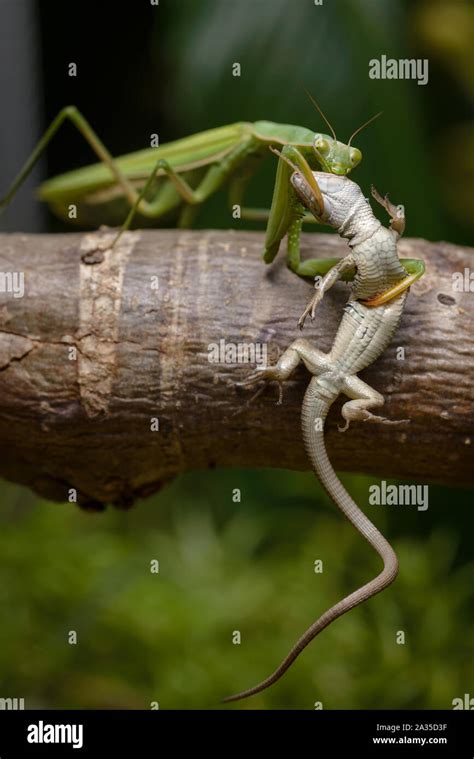 Praying mantis eating lizard - Mantis religiosa Stock Photo - Alamy