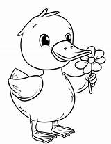35 Duck Coloring Pages Printable Cute Sheets sketch template