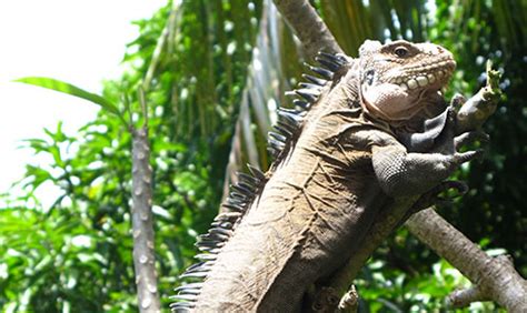 Dominica Wildlife - animals in Dominica: birds, mammals, amphibian, reptiles. Plant life too ...