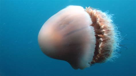 Attack Of The Giant Jellyfish - Discovery UK