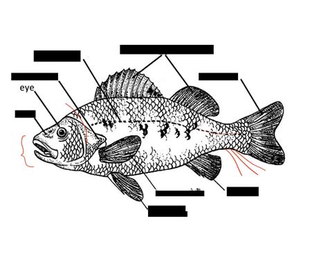 External Morphology of Yellow Perch Quiz
