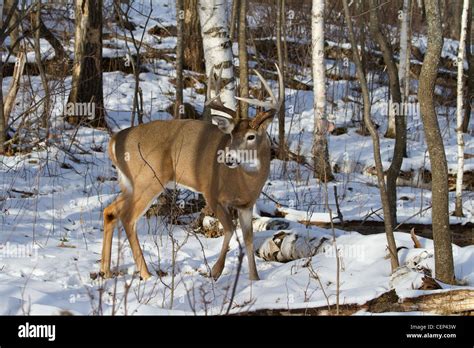 White-tailed deer in winter Stock Photo - Alamy