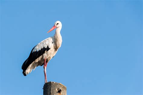 White stork – Flight for Survival