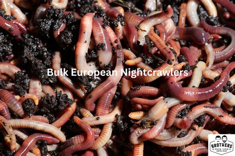 Bulk European Nightcrawlers for Sale | Free Shipping – Brothers Worm Farm