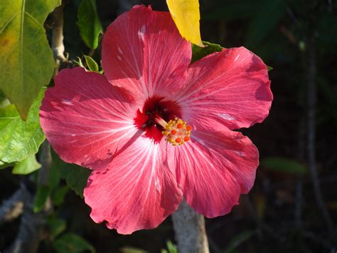 Jamaica National Flower Hibiscus