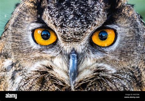 Owl yellow eyes hi-res stock photography and images - Alamy