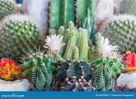 Flowering Cactus stock image. Image of cactii, gardening - 46293965