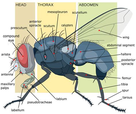 Anatomy of a Housefly: The Animal Files