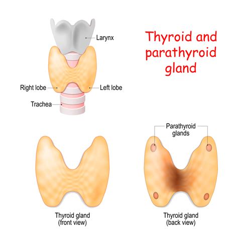 Anatomy Of Parathyroid Gland