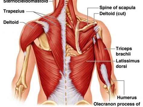 Muscles Of Glenohumeral Joint « MedicineBTG.com