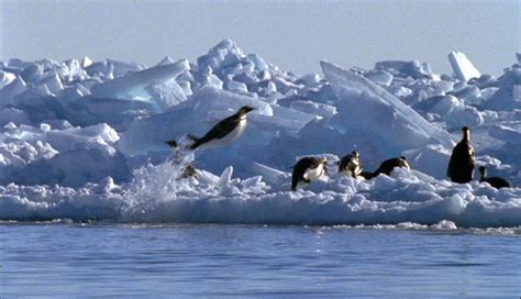 Penguinology: Penguins Take to the Air!