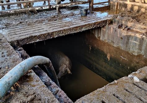 Pics: Firefighters facilitate rescue of cattle from slurry pit in Monaghan - Agriland.ie