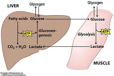 TJ . The Cori cycle (also known as the Lactic acid cycle), named after its discoverers, Carl ...