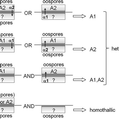 Mating hormones and induction of sexual reproduction in the plant... | Download Scientific Diagram