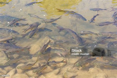 Freshwater Fish Called Ikan Kelah Or Copper Mahseer Fish Stock Photo - Download Image Now - iStock