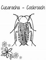 Cucaracha – Cockroach Coloring Worksheet In Spanish Prechool Bugs  sketch template