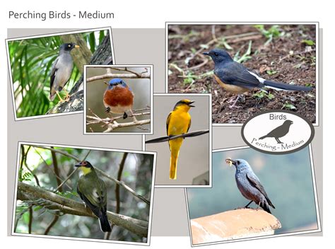 perching birds - "Our Planet" Images