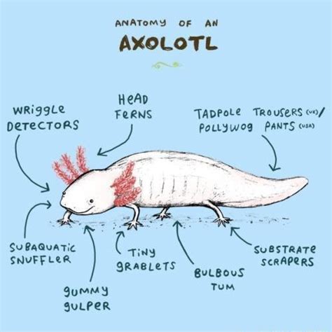 They are adorable. - ANATOMY OF AW AXOLOTL HeAD wriggle FORNS TADPOLE ...