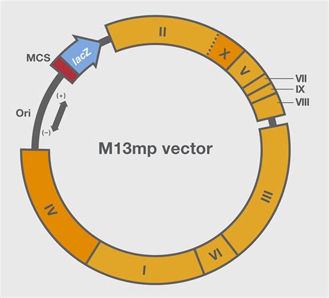 Competent Cell Essentials–10 Molecular Cloning Strategies | Thermo Fisher Scientific - TR