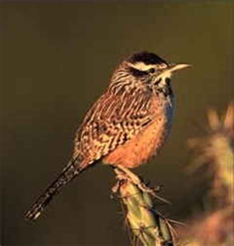 Arizona State Bird: Coues' Cactus Wren