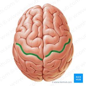 Central sulcus: Anatomy, location and contents | Kenhub