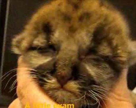 Rescue Panther Kitten Guaranteed to Melt Your Heart. {Video} | elephant ...