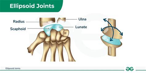 Ellipsoid Joints - Examples, Anatomy, Diagram & its Functions - GeeksforGeeks