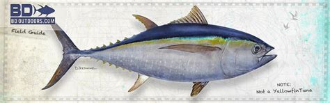 Bigeye Tuna Archives | BDOutdoors